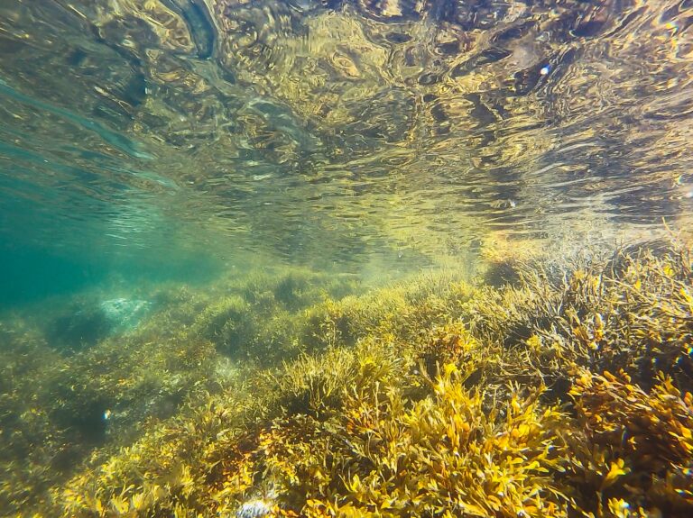 Unexplained Mass Fish Kill in Indian River Lagoon Raises Concerns