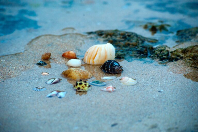 Best Places to Find Seashells Near Destin, Florida